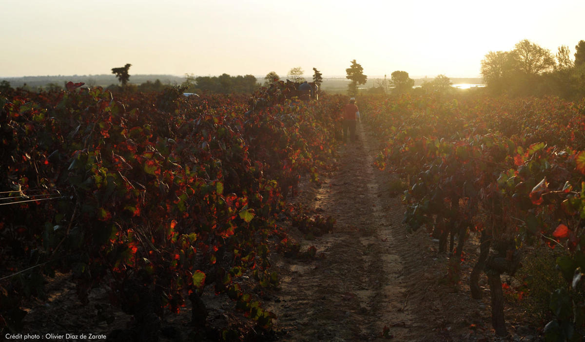 Aurore sur les vignes de la Négly