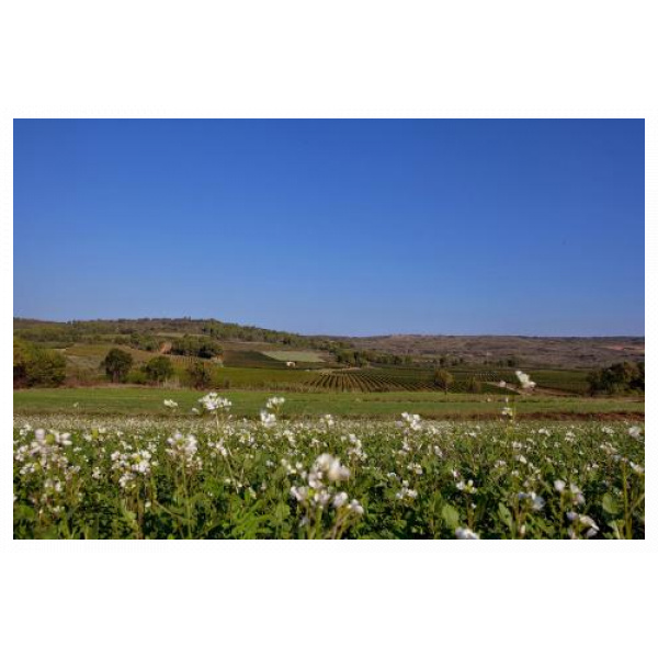 domaine Daumas Gassac