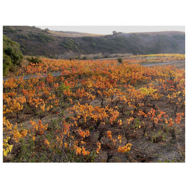 Vieilles vignes rouge domaine gauby