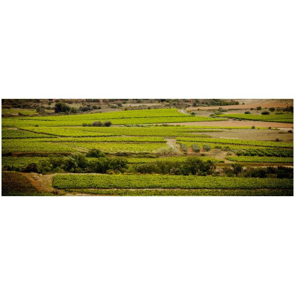 Haut de Senaux Chardonnay-Caves de L'Ormarine