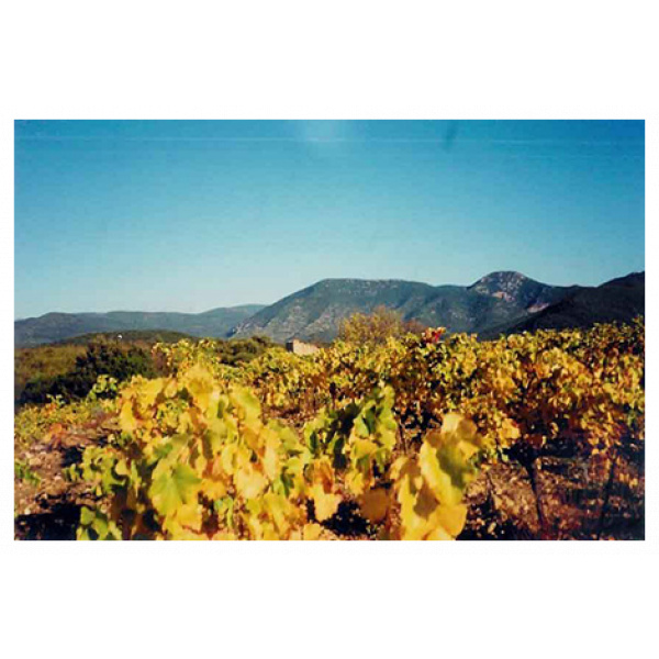 Une et mille nuits blanc Domaine Canet Valette