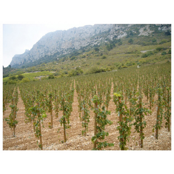 Les Vieilles vignes Rouge du Clos des Fées