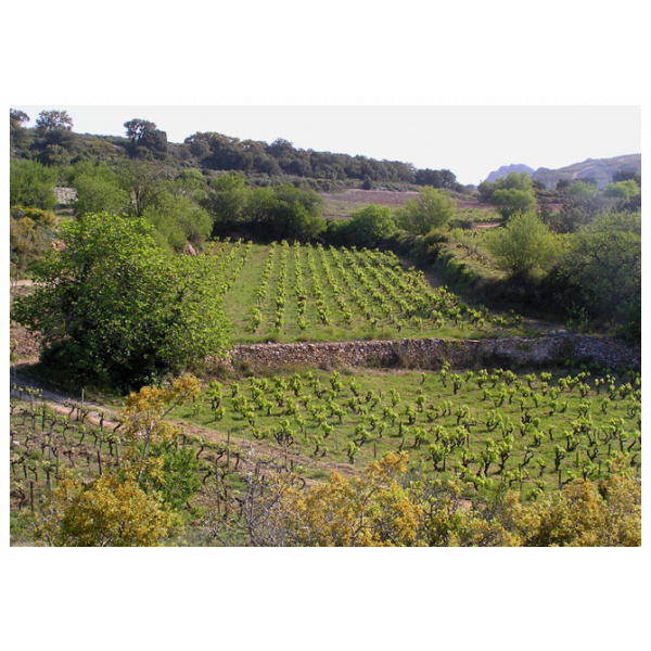 Vieilles vignes rouge domaine gauby